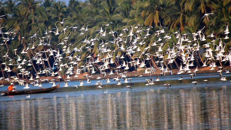 Salim Ali Bird Sanctuary, Goa